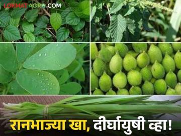 Ranbhaji : रानभाजी महोत्सवाची संकल्पना मांडणाऱ्या डॉ. प्रीती हिरळकर रानभाजीबद्दल काय सांगतात... वाचा सविस्तर  - Marathi News | Latest News Agriculture News Dr. Preeti Hiralkar who introduced concept of Ranbhaji Mahotsav says benefits of ranbhaji | Latest News at Lokmat.com