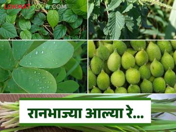 Ranbhaji : मान्सून आधीच पावसाळी रानभाज्यांची बाजारात रेलचेल; माहीतगार खवय्यांची झुंबड - Marathi News | Ranbhaji: Monsoon will already bring a flood of wild vegetables to the market; A crowd of knowledgeable gourmets | Latest News at Lokmat.com Ranbhaji : मान्सून आधीच पावसाळी रानभाज्यांची बाजारात रेलचेल; माहीतगार खवय्यांची झुंबड - Marathi News | Ranbhaji: Monsoon will already bring a flood of wild vegetables to the market; A crowd of knowledgeable gourmets | Latest News at Lokmat.com