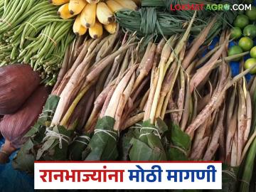 Ranbhajya : चवीलाच नाही तर आरोग्यासाठी गुणकारी रानभाज्यांना वाढली मागणी; दरही परवडणारे - Marathi News | Ranbahjya : Demand for wild vegetables, which are not only tasty but also beneficial for health, has increased; prices are also affordable | Latest News at Lokmat.com
