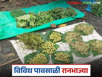 Ranbhajya : 'ही' पहा आरोग्यदायी पावसाळी रानभाज्यांची यादी, वाचा फायदे अन् गुणधर्म - Marathi News | Latest News Ranbhajya Check out this list of healthy monsoon wild vegetables | Latest News at Lokmat.com Ranbhajya : 'ही' पहा आरोग्यदायी पावसाळी रानभाज्यांची यादी, वाचा फायदे अन् गुणधर्म - Marathi News | Latest News Ranbhajya Check out this list of healthy monsoon wild vegetables | Latest News at Lokmat.com