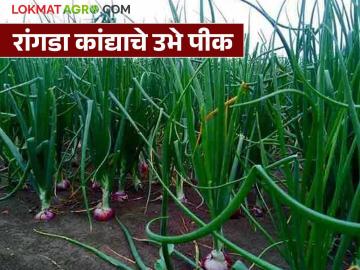Rangda Kanda : रांगडा कांद्याचे उभे पीक असताना खताचे नियोजन कसे करावे, जाणून घ्या सविस्तर  - Marathi News | Latest News Learn in detail how to plan fertilizer during the growing season of creeping onion | Latest News at Lokmat.com