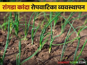Onion Nursery Management : रांगडा कांदा रोपवाटिकेचे व्यवस्थापन कसे कराल? वाचा सविस्तर - Marathi News | Latest News Onion Nursery Management how to manage onion nursery see details | Latest News at Lokmat.com Onion Nursery Management : रांगडा कांदा रोपवाटिकेचे व्यवस्थापन कसे कराल? वाचा सविस्तर - Marathi News | Latest News Onion Nursery Management how to manage onion nursery see details | Latest News at Lokmat.com