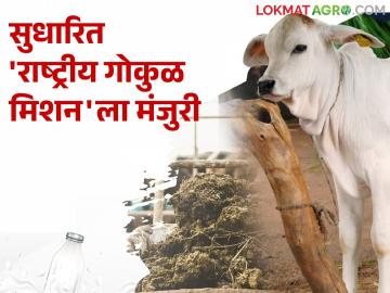 सुधारित राष्ट्रीय गोकुळ मिशनला केंद्रीय मंत्रिमंडळाची मंजुरी; सुरु करणार हे दोन उपक्रम - Marathi News | Union Cabinet approves revised Rashtriya Gokul Mission; Two initiatives to be launched | Latest News at Lokmat.com सुधारित राष्ट्रीय गोकुळ मिशनला केंद्रीय मंत्रिमंडळाची मंजुरी; सुरु करणार हे दोन उपक्रम - Marathi News | Union Cabinet approves revised Rashtriya Gokul Mission; Two initiatives to be launched | Latest News at Lokmat.com