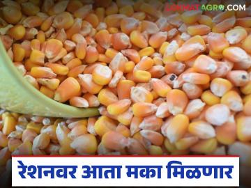 रेशन दुकानातून गव्हासोबत मिळणार आता मका; कोणत्या लाभार्थ्यांना किती किलो मका मिळणार? - Marathi News | Now you will get maize along with wheat from ration shops; How much maize will which beneficiaries get? | Latest News at Lokmat.com