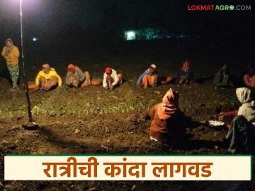 लोडशेडींगचा फटका अन् मंजूर टंचाई, ऐन रात्रीत कडाक्याच्या थंडीत कांदा लागवड - Marathi News | Latest News Load shedding and approved shortages hit, onion planting in the bitter cold at night | Latest News at Lokmat.com लोडशेडींगचा फटका अन् मंजूर टंचाई, ऐन रात्रीत कडाक्याच्या थंडीत कांदा लागवड - Marathi News | Latest News Load shedding and approved shortages hit, onion planting in the bitter cold at night | Latest News at Lokmat.com
