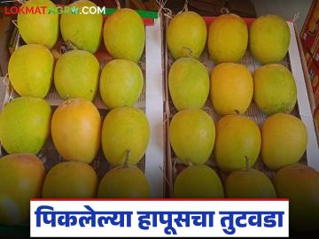 अक्षय्य तृतीयेला देवगड हापूसऐवजी कर्नाटक हापूसची खरेदी; वाचा कोणत्या आंब्याला काय मिळाला दर? - Marathi News | Purchase of Karnataka Hapus instead of Devgad Hapus on Akshaya Tritiya; What price did which mango get? | Latest News at Lokmat.com अक्षय्य तृतीयेला देवगड हापूसऐवजी कर्नाटक हापूसची खरेदी; वाचा कोणत्या आंब्याला काय मिळाला दर? - Marathi News | Purchase of Karnataka Hapus instead of Devgad Hapus on Akshaya Tritiya; What price did which mango get? | Latest News at Lokmat.com