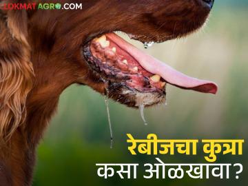 रेबीज झालेला कुत्रा कसा ओळखावा? कशी असतात लक्षणे? जाणून घ्या सविस्तर - Marathi News | How to identify a dog with rabies? What are the symptoms? Learn in detail | Latest News at Lokmat.com
