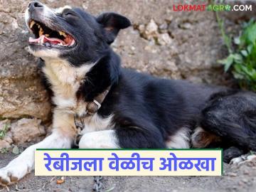 'रेबीज' १०० टक्के मृत्यूदर असणारा आजार; वेळीच ओळखून कसे कराल उपचार? जाणून घ्या सविस्तर - Marathi News | 'Rabies' is a disease with a 100 percent mortality rate; How to recognize it in time and get treatment? Learn in detail | Latest News at Lokmat.com