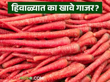 हिवाळ्यात नारंगी गाजर खावे की लाल? कोणत्या गाजराचे काय फायदे? जाणून घ्या सविस्तर - Marathi News | Should you eat orange carrots or red carrots in winter? What are the benefits of which carrot? Learn in detail | Latest News at Lokmat.com