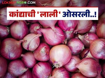 Onion Farmer : लाल कांदा उत्पादकांना पुन्हा मागचे पाढे पंचावन्नच म्हणण्याची वेळ; वाचा काय आहे कारण - Marathi News | Onion Farmer: It's time for red onion growers to say goodbye to the past; Read what's the reason | Latest News at Lokmat.com