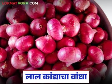 गावरान कांद्याच्या स्पर्धेत लाल कांदा टिकणार का? बाजारात काय परिस्थिती? वाचा सविस्तर - Marathi News | Will red onion survive the competition from Gavran onion? What is the situation in the market? Read in detail | Latest News at Lokmat.com
