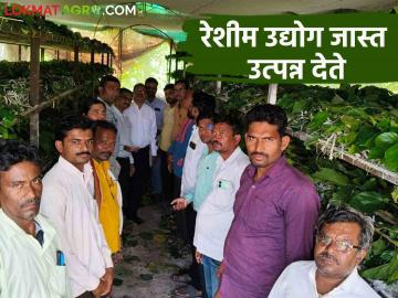Sericulture farming : "सिल्क आणि मिल्क" ही संकल्पना शेतकऱ्यांना फायद्याची; रेशीम उद्योगातून दुहेरी फायदा - Marathi News | Sericulture farming : The concept of "silk and milk" benefits the farmers; Double benefit from silk industry | Latest News at Lokmat.com