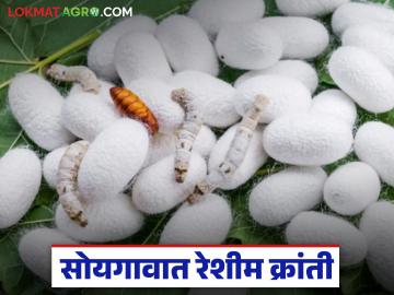 Sericulture Farming : सोयगावात रेशीम क्रांती; रेशीम उद्योगातून शेतकऱ्यांना स्थिर उत्पन्न वाचा सविस्तर - Marathi News | latest news Sericulture Farming : Silk revolution in Soygaon; Farmers get stable income from silk industry Read in detail | Latest News at Lokmat.com