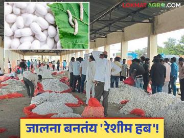 Sericulture Farming : रेशीम शेती : आर्थिक उन्नतीचा शाश्वत मार्ग वाचा सविस्तर - Marathi News | Sericulture Farming: latest news Sericulture Farming A sustainable path to economic growth Read in detail | Latest News at Lokmat.com