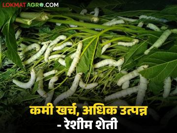 एकदा लागवड करायची, 15 वर्षे नुसतं उत्पन्न घ्यायचं, कमी खर्चात अधिक उत्पन्न देणारी रेशीम शेती  - Marathi News | Latest News Reshhim sheti sericulture provides high yields at low cost see details | Latest News at Lokmat.com