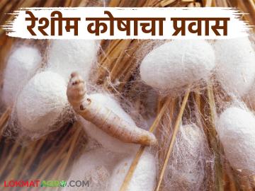 एक रेशीम अळी ८०० ते १२०० मीटर लांबीचा धागा असणारा कोष कसा तयार करते? वाचा सविस्तर - Marathi News | How does a silkworm create a cocoon with a thread that is 800 to 1200 meters long? Read in detail | Latest News at Lokmat.com