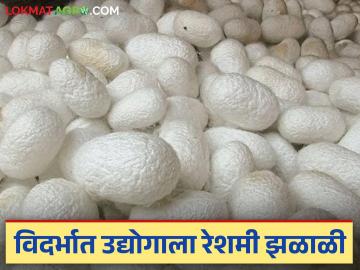 Sericulture Farming: राज्यात ४.४ हजार मेट्रिक टन रेशीम कोष उत्पादन; जाणून घ्या काय आहे कारण - Marathi News | Sericulture Farming: latest news 4.4 thousand metric tonnes silk fund production in the state; Find out what is the reason | Latest News at Lokmat.com