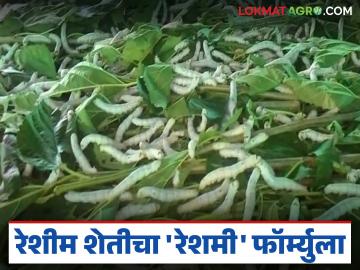 Reshim Sheti : तुतीपासून सोनं पिकतंय; रेशीम शेतीचा 'रेशमी' फॉर्म्युला वाचा सविस्तर - Marathi News | latest news Reshim Sheti: Gold is growing from mulberry; Read the 'Reshmi' formula of sericulture in detail | Latest News at Lokmat.com