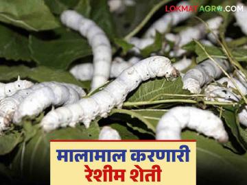 Reshim Sheti : एका एकरात दीड लाखाचे उत्पन्न देणारी रेशीम शेती वाचा सविस्तर - Marathi News | Reshim Sheti: Read in detail about sericulture that yields Rs. 1.5 lakh per acre | Latest News at Lokmat.com
