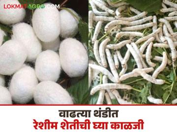 Sericulture Farming : वाढत्या थंडीत रेशीम शेतीची अशी घ्या काळजी वाचा सविस्तर - Marathi News | Sericulture Farming: Take care of sericulture farm in this increasing cold season. Read in detail | Latest News at Lokmat.com