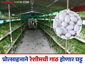 Sericulture Farming: 'महारेशीम'मध्ये नोंदीचा टक्का घसरण्याचे काय आहे कारण जाणून घ्या सविस्तर - Marathi News | Sericulture Farming: latest news Know the reason behind the decline in the registration percentage in 'Mahareshyam' in detail | Latest News at Lokmat.com