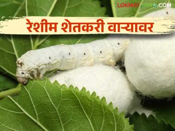 Tuti Lagwad Anudan : तुती लागवड करणाऱ्या शेतकऱ्यांची परवड; मनरेगातून मस्टरची मागणी पण पैसे मिळेनात - Marathi News | Tuti Lagwad Anudan : Sericulture farmers under obstacles; Demand for muster from MNREGA but no money received | Latest News at Lokmat.com