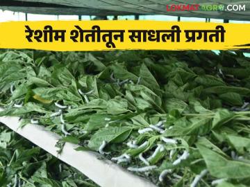 Sericulture Farming : वर्धा जिल्ह्यात असंख्य शेतकरी रेशीम शेतीतून लक्षाधीश बनत आहेत, वाचा सविस्तर  - Marathi News | Latest News Sericulture Farming Many farmers in Wardha district are becoming millionaires from Reshim sheti, read more  | Latest News at Lokmat.com