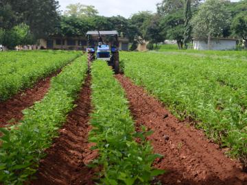 Sericulture Farming : कमी खर्चात जास्त उत्पन्न, वर्ध्याच्या शेतकऱ्यांसाठी रेशीम शेती ठरतेय फायद्याची! - Marathi News | Sericulture Farming : | Latest News at Lokmat.com