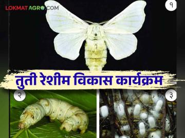 Reshima farming : "तुती" लागवडीची आधुनिक पध्दत  - Marathi News | Reshima farming : Modern method of "mulberry" cultivation  | Latest News at Lokmat.com