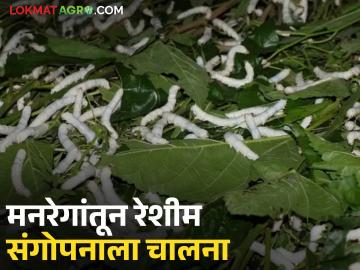 Reshim Farming Scheme : मनरेगा योजनेतून तुती शेती व रेशीम संगोपनास चालना वाचा सविस्तर - Marathi News | latest news Reshim Farming Scheme: Mulberry farming and sericulture promoted through MGNREGA scheme Read in detail | Latest News at Lokmat.com Reshim Farming Scheme : मनरेगा योजनेतून तुती शेती व रेशीम संगोपनास चालना वाचा सविस्तर - Marathi News | latest news Reshim Farming Scheme: Mulberry farming and sericulture promoted through MGNREGA scheme Read in detail | Latest News at Lokmat.com