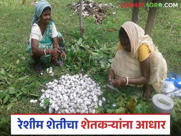 Sericulture Farming: रेशीम शेतीला धाराशिव जिल्ह्यात नवे बळ वाचा सविस्तर - Marathi News | latest news Sericulture Farming: New strength for sericulture in Dharashiv district Read in detail | Latest News at Lokmat.com