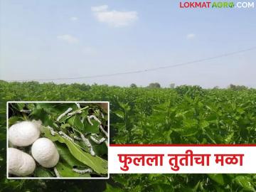 Reshim Sheti : पारंपरिक शेतीला पर्याय सापडला; 'या' पिकातून मोठी कमाई - Marathi News | latest news Reshim Sheti: Alternative to traditional farming found; Big income from 'this' crop | Latest News at Lokmat.com