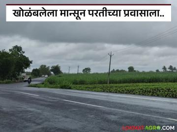 Monsoon Update : खोळंबलेला मान्सूनचा परतीचा प्रवास पुन्हा सुरु, पुढील तीन-चार दिवस...  - Marathi News | latest News delayed monsoon's return journey has resumed, chances Of rain in maharashtra | Latest News at Lokmat.com