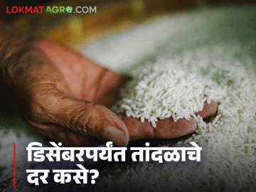 Tandul Market : सध्या तांदळाचे दर काय आहेत, डिसेंबरमध्ये कसे राहतील? वाचा सविस्तर - Marathi News | Latest news Tandul Market see current rice prices, how will they be in December Read in detail | Latest News at Lokmat.com Tandul Market : सध्या तांदळाचे दर काय आहेत, डिसेंबरमध्ये कसे राहतील? वाचा सविस्तर - Marathi News | Latest news Tandul Market see current rice prices, how will they be in December Read in detail | Latest News at Lokmat.com