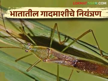 Bhat Gadmashi : भात पिकातील गादमाशीची ओळख व नियंत्रण - Marathi News | Bhat Gadmashi : Identification and control of Gundhi bugs pest in rice crop | Latest News at Lokmat.com Bhat Gadmashi : भात पिकातील गादमाशीची ओळख व नियंत्रण - Marathi News | Bhat Gadmashi : Identification and control of Gundhi bugs pest in rice crop | Latest News at Lokmat.com