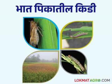 भात पिकातील या दोन किडी ठरू शकतात घातक वेळीच करा नियंत्रण - Marathi News | Control these two pests in rice paddy crop can be dangerous | Latest News at Lokmat.com