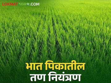भात पिकातील तण नियंत्रणासाठी करा ह्या पद्धतींचा अवलंब - Marathi News | Follow these methods to control weeds in rice crop | Latest News at Lokmat.com भात पिकातील तण नियंत्रणासाठी करा ह्या पद्धतींचा अवलंब - Marathi News | Follow these methods to control weeds in rice crop | Latest News at Lokmat.com