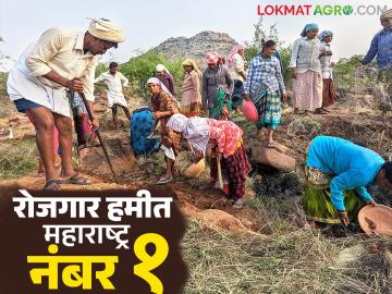 Rojgar Hami Yojana : ग्रामीण रोजगार हमी योजनेअंतर्गत महाराष्ट्राने ५ वर्षात केली सर्वाधिक वाढ - Marathi News | Rojgar Hami Yojana: Maharashtra has achieved the highest growth in 5 years under the Rural Employment Guarantee Scheme | Latest News at Lokmat.com