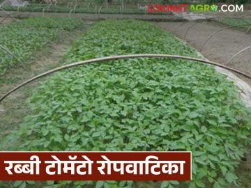 Tomato Nursery : तुम्ही टोमॅटोची रोपे तयार करत असाल तर 'या' गोष्टी लक्षात घ्या, वाचा सविस्तर  - Marathi News | Latest news Tomato rope Keep these points in mind while preparing tomato nursery | Latest News at Lokmat.com Tomato Nursery : तुम्ही टोमॅटोची रोपे तयार करत असाल तर 'या' गोष्टी लक्षात घ्या, वाचा सविस्तर  - Marathi News | Latest news Tomato rope Keep these points in mind while preparing tomato nursery | Latest News at Lokmat.com