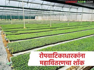 राज्यातील रोपवाटिकाधारकांना महावितरणने दिला झटका; ३२ महिन्यांची सबसिडी परत घेणार - Marathi News | Mahavitaran gives a shock to nursery owners in the state; Will withdraw 32 months of subsidy | Latest News at Lokmat.com राज्यातील रोपवाटिकाधारकांना महावितरणने दिला झटका; ३२ महिन्यांची सबसिडी परत घेणार - Marathi News | Mahavitaran gives a shock to nursery owners in the state; Will withdraw 32 months of subsidy | Latest News at Lokmat.com