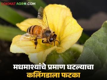 मधमाश्यांचे प्रमाण घटल्याचा कलिंगडाला बसतोय फटका; फळधारणेपूर्वीच फुले सुकून गळू लागली - Marathi News | Watermelon is suffering from a decline in bee populations; flowers are drying up and falling off even before fruit set. | Latest News at Lokmat.com