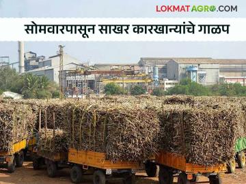 सांगली जिल्ह्यात सोमवारपासून साखर कारखान्यांचे गाळप कारखानदारांचा निर्णय; दराबाबत मात्र सावध भूमिका - Marathi News | Sugar mills in Sangli district to start crushing from Monday; but cautious stance on prices | Latest News at Lokmat.com