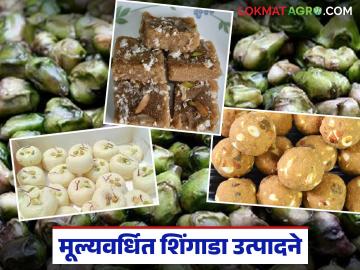 शिंगाडा प्रक्रिया उद्योग : बेरोजगार तरुण, महिला तथा शेतकऱ्यांसाठी एक सुवर्णसंधी - Marathi News | Singada Processing Industry: A Golden Opportunity for Unemployed Youth, Women and Farmers | Latest News at Lokmat.com शिंगाडा प्रक्रिया उद्योग : बेरोजगार तरुण, महिला तथा शेतकऱ्यांसाठी एक सुवर्णसंधी - Marathi News | Singada Processing Industry: A Golden Opportunity for Unemployed Youth, Women and Farmers | Latest News at Lokmat.com