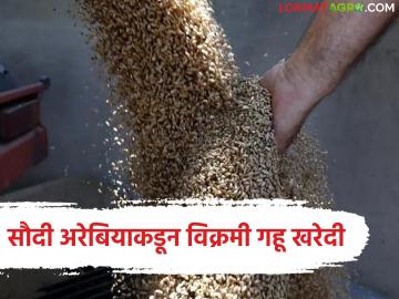 सौदी अरेबियाकडून 7 लाख 94 हजार मेट्रिक टन गहू खरेदी, देशांतर्गत मार्केटमध्ये काय दर मिळतोय? - Marathi News | Latest news 7 lakh 94 thousand metric tonnes of wheat purchased from Saudi Arabia | Latest News at Lokmat.com सौदी अरेबियाकडून 7 लाख 94 हजार मेट्रिक टन गहू खरेदी, देशांतर्गत मार्केटमध्ये काय दर मिळतोय? - Marathi News | Latest news 7 lakh 94 thousand metric tonnes of wheat purchased from Saudi Arabia | Latest News at Lokmat.com