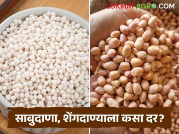 नवरात्रोत्सवात साबुदाणा, शेंगदाणा, भगरीची मोठी आवक; कशाला मिळतोय किती दर? - Marathi News | Large arrival of sago, peanuts and bhagri millet during Navratri festival; What is the price being paid for it? | Latest News at Lokmat.com