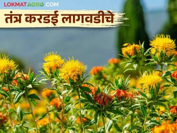 Kardai Lagvad : करडईच्या तेलाला मोठी मागणी, कशी कराल करडईची लागवड - Marathi News | Kardai Lagvad : High demand for safflower oil, how to cultivate safflower | Latest News at Lokmat.com