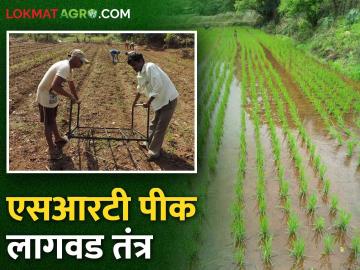 Saguna Rice Technology : नांगरणी, चिखलणी, लावणी, खर्चाची कपात असलेलं सगुणा राईस तंत्र, वाचा सविस्तर  - Marathi News | Latest news Saguna rice technology with cost reduction in ploughing, threshing, planting, read more  | Latest News at Lokmat.com