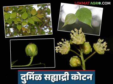 Agriculture News : जगात केवळ कळसुबाई-हरिश्चंद्रगडावर आढळते 'सह्याद्री कोटन', अशी आहे वनस्पती? - Marathi News | Latest News Sahyadri kotan Croton gibsonianus is found only at Kalsubai-Harishchandragad in world, read in detail | Latest News at Lokmat.com Agriculture News : जगात केवळ कळसुबाई-हरिश्चंद्रगडावर आढळते 'सह्याद्री कोटन', अशी आहे वनस्पती? - Marathi News | Latest News Sahyadri kotan Croton gibsonianus is found only at Kalsubai-Harishchandragad in world, read in detail | Latest News at Lokmat.com
