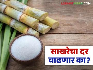 Sakhar Dar : केंद्राच्या निर्णयाने साखर उद्योगासमोरील अडचणीत वाढ; दर वाढवण्यास नकारघंटा - Marathi News | Sakhar Dar : The Centre's decision has increased the difficulties faced by the sugar industry; Refusal to increase prices | Latest News at Lokmat.com