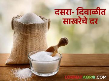 Sakhar Market : दसरा-दिवाळीत साखरेचे भाव कसे राहतील? जाणून घ्या सविस्तर  - Marathi News | Latest news Sakhar Market How will sugar prices be during Dussehra-Diwali Know in detail | Latest News at Lokmat.com